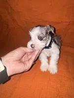 Tonto🤍🐶, a male Miniature Schnauzer for sale in Sulphur Springs, TX – 3 of 6