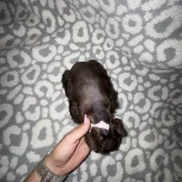 Oakley, a female Miniature Schnauzer for sale in Sulphur Springs, TX – 3 of 6