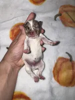 CHIEF, a male Miniature Schnauzer for sale in Sulphur Springs, TX – 8 of 9