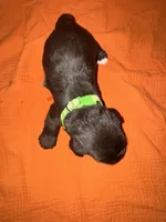 Rocco🐶❤️, a male Miniature Schnauzer for sale in Sulphur Springs, TX – 3 of 3