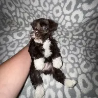 Oakley, a female Miniature Schnauzer for sale in Sulphur Springs, TX – 2 of 6