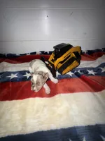 CHIEF, a male Miniature Schnauzer for sale in Sulphur Springs, TX – 4 of 9