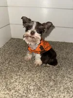 Tallulah , a female Miniature Schnauzer for sale in Sulphur Springs, TX – 2 of 10