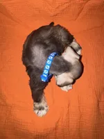 Apache💙🐶, a male Miniature Schnauzer for sale in Sulphur Springs, TX – 6 of 6