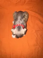 Rambo❤️🔥, a male Miniature Schnauzer for sale in Sulphur Springs, TX – 8 of 8
