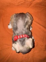 Rambo❤️🔥, a male Miniature Schnauzer for sale in Sulphur Springs, TX – 5 of 8