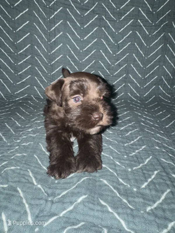 Rocco🐶❤️ – Miniature Schnauzer puppy for sale in Sulphur Springs, TX