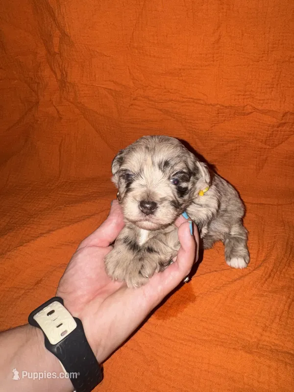 CARMELLA💛🌼 – Miniature Schnauzer puppy for sale in Sulphur Springs, TX