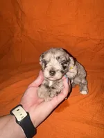 CARMELLA💛🌼, a female Miniature Schnauzer for sale in Sulphur Springs, TX – 1 of 7
