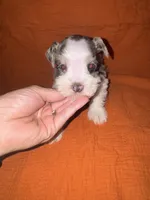 Tonto🤍🐶, a male Miniature Schnauzer for sale in Sulphur Springs, TX – 1 of 6
