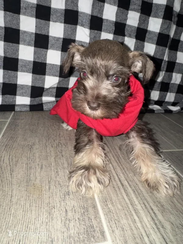Apache💙🐶 – Miniature Schnauzer puppy for sale in Sulphur Springs, TX