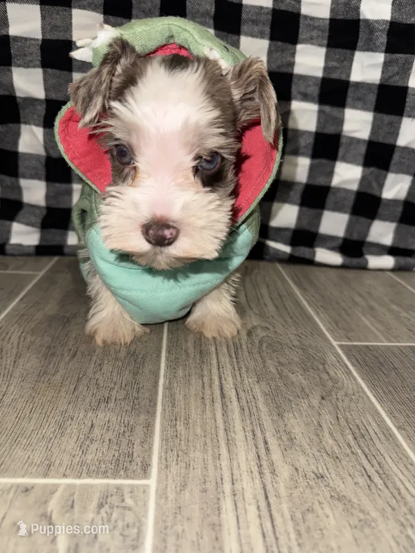 Tonto🤍🐶 – Miniature Schnauzer puppy for sale in Sulphur Springs, TX