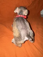 Rambo❤️🔥, a male Miniature Schnauzer for sale in Sulphur Springs, TX – 4 of 8