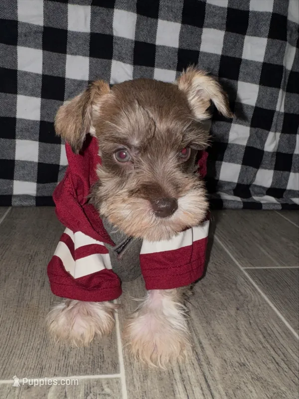 Rambo❤️🔥 – Miniature Schnauzer puppy for sale in Sulphur Springs, TX