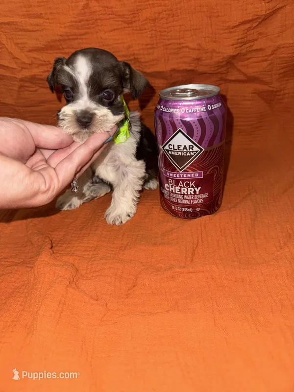 Tallulah💜🐶 – Miniature Schnauzer puppy for sale in Sulphur Springs, TX