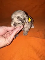 CARMELLA💛🌼, a female Miniature Schnauzer for sale in Sulphur Springs, TX – 5 of 7