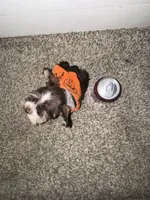 Tallulah , a female Miniature Schnauzer for sale in Sulphur Springs, TX – 6 of 10