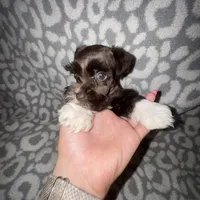 Oakley, a female Miniature Schnauzer for sale in Sulphur Springs, TX – 5 of 6