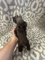 Tucker , a male Miniature Schnauzer for sale in Sulphur Springs, TX – 5 of 6
