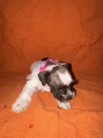 Cheyenne🩷🌸, a female Miniature Schnauzer for sale in Sulphur Springs, TX – 3 of 8
