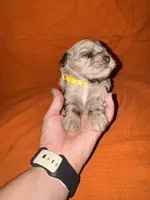 CARMELLA💛🌼, a female Miniature Schnauzer for sale in Sulphur Springs, TX – 3 of 7