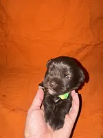 Rocco🐶❤️, a male Miniature Schnauzer for sale in Sulphur Springs, TX – 2 of 3