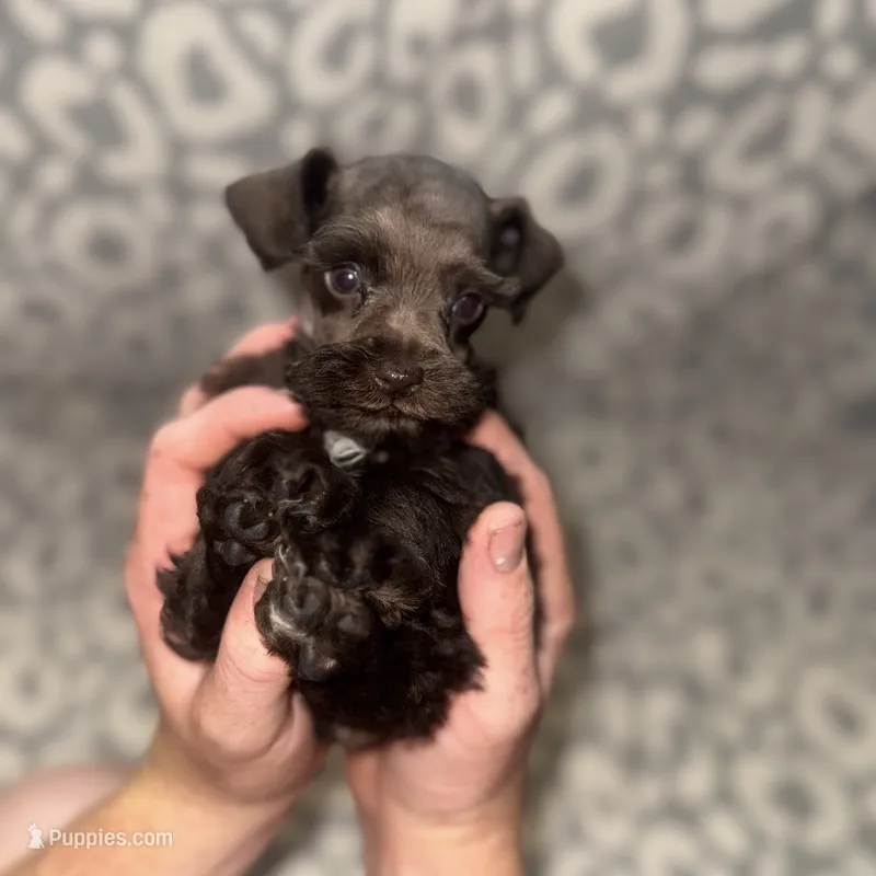 Tucker  – Miniature Schnauzer puppy for sale in Sulphur Springs, TX