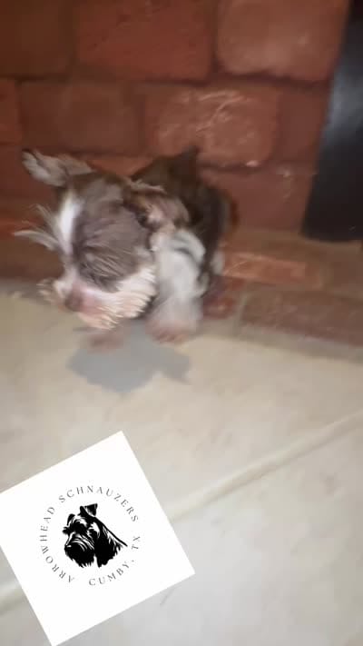 Tallulah , a female Miniature Schnauzer for sale in Sulphur Springs, TX – 10 of 10