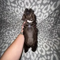 Oakley, a female Miniature Schnauzer for sale in Sulphur Springs, TX – 6 of 6