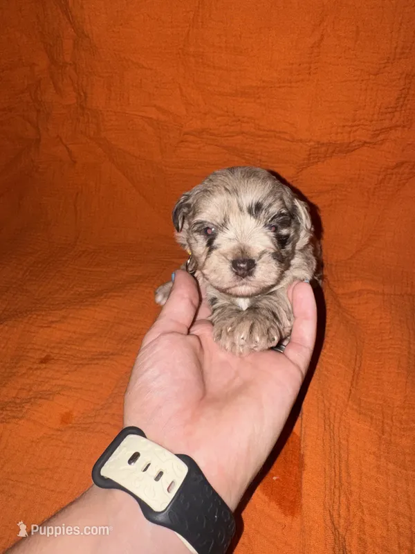 CARMELLA💛🌼 – Miniature Schnauzer puppy for sale in Sulphur Springs, TX
