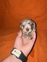 CARMELLA💛🌼, a female Miniature Schnauzer for sale in Sulphur Springs, TX – 2 of 7