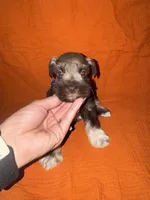 Apache💙🐶, a male Miniature Schnauzer for sale in Sulphur Springs, TX – 1 of 6