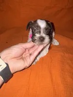 Cheyenne🩷🌸, a female Miniature Schnauzer for sale in Sulphur Springs, TX – 6 of 8