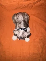 Tonto🤍🐶, a male Miniature Schnauzer for sale in Sulphur Springs, TX – 6 of 6