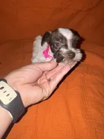 Cheyenne🩷🌸, a female Miniature Schnauzer for sale in Sulphur Springs, TX – 8 of 8
