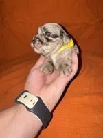 CARMELLA💛🌼, a female Miniature Schnauzer for sale in Sulphur Springs, TX – 4 of 7