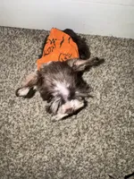 Tallulah , a female Miniature Schnauzer for sale in Sulphur Springs, TX – 9 of 10