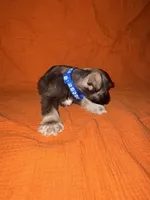 Apache💙🐶, a male Miniature Schnauzer for sale in Sulphur Springs, TX – 2 of 6