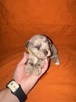CARMELLA💛🌼, a female Miniature Schnauzer for sale in Sulphur Springs, TX – 6 of 7