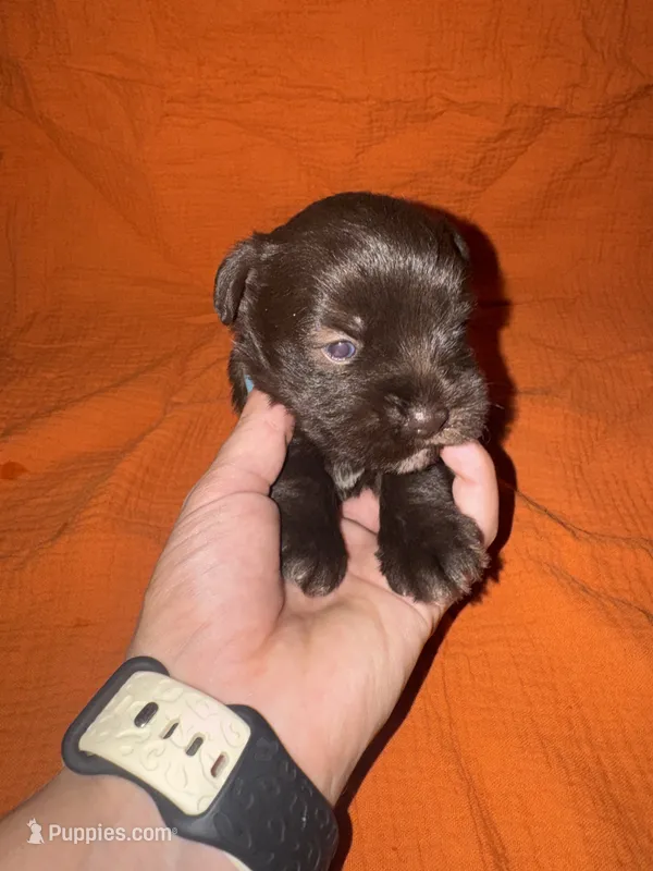 Rocco🐶❤️ – Miniature Schnauzer puppy for sale in Sulphur Springs, TX