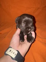 Rocco🐶❤️, a male Miniature Schnauzer for sale in Sulphur Springs, TX – 1 of 3