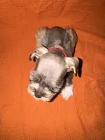 Rambo❤️🔥, a male Miniature Schnauzer for sale in Sulphur Springs, TX – 7 of 8