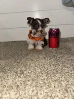 Tallulah , a female Miniature Schnauzer for sale in Sulphur Springs, TX – 8 of 10