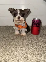 Tallulah , a female Miniature Schnauzer for sale in Sulphur Springs, TX – 3 of 10