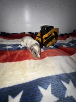 CHIEF, a male Miniature Schnauzer for sale in Sulphur Springs, TX – 9 of 9