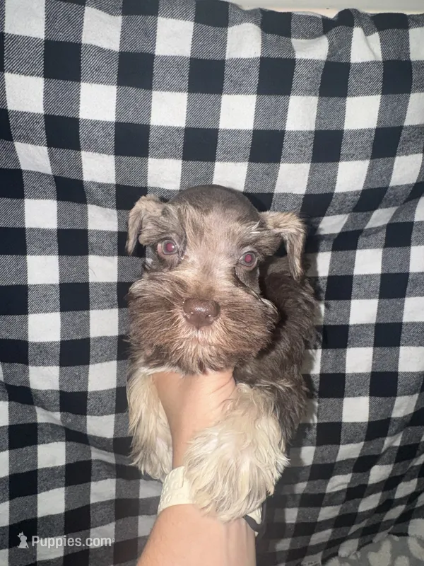 Apache💙🐶 – Miniature Schnauzer puppy for sale in Sulphur Springs, TX