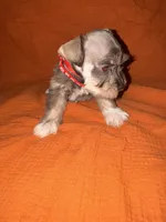 Rambo❤️🔥, a male Miniature Schnauzer for sale in Sulphur Springs, TX – 6 of 8