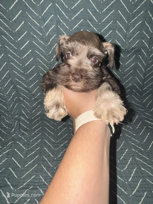 Apache💙🐶 – Miniature Schnauzer puppy for sale in Sulphur Springs, TX