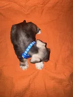 Apache💙🐶, a male Miniature Schnauzer for sale in Sulphur Springs, TX – 3 of 6