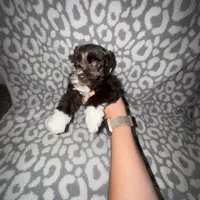 Oakley, a female Miniature Schnauzer for sale in Sulphur Springs, TX – 4 of 6